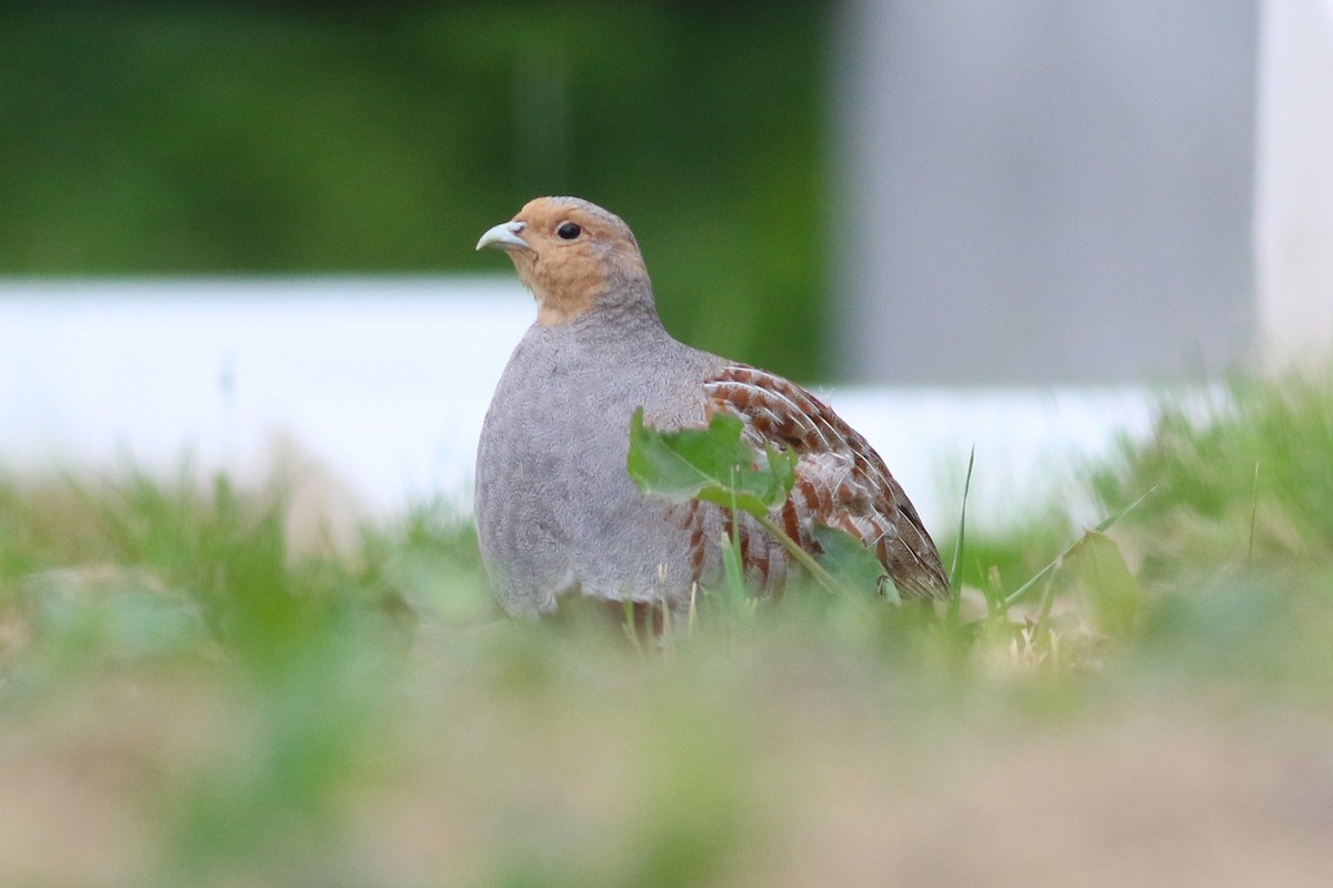 Gray Partridge - ML636088297