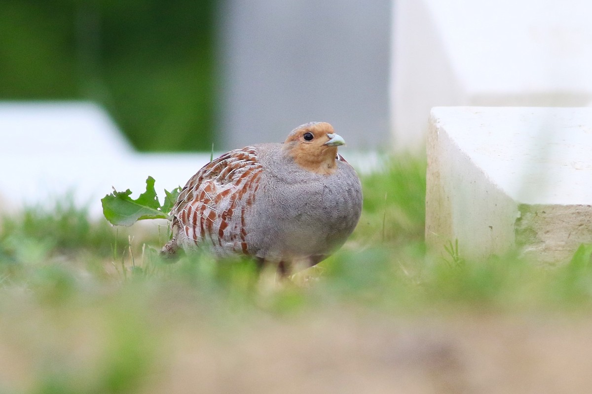 Gray Partridge - ML636088298