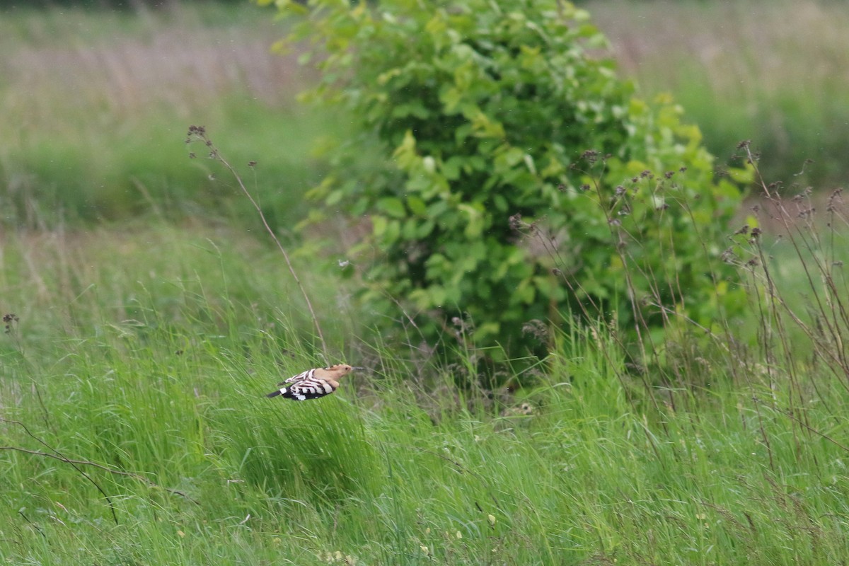 Eurasian Hoopoe - ML636088329