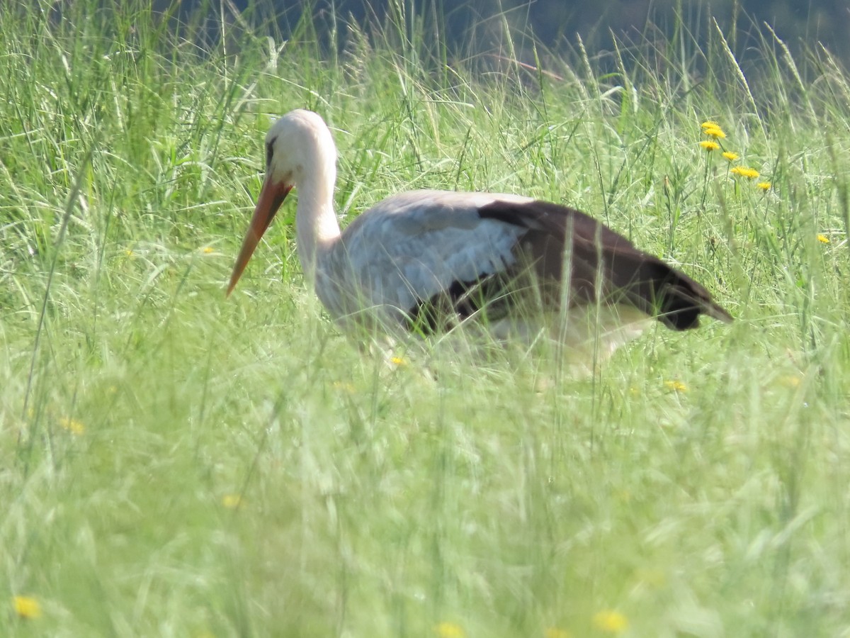 Cigogne blanche - ML636088335