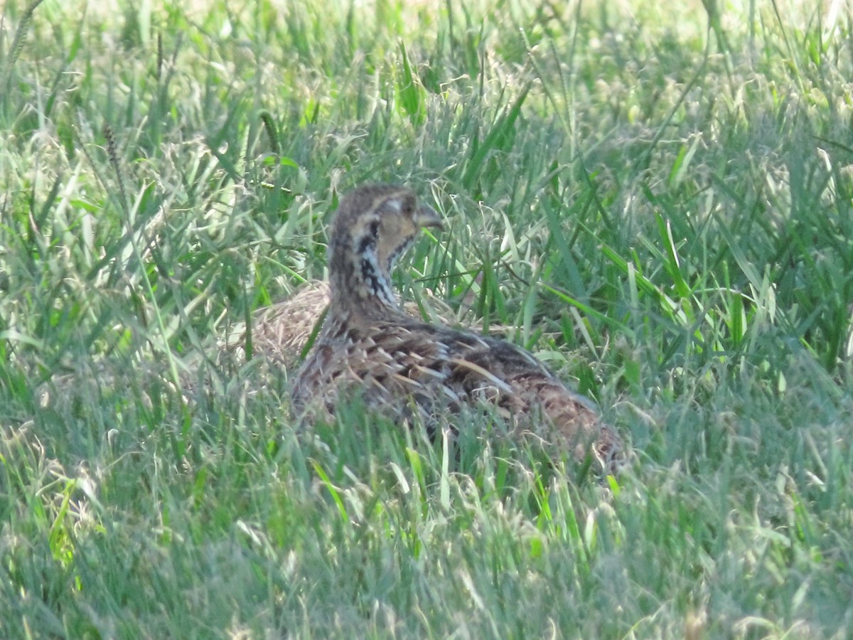 Shelley's Francolin - ML636088399