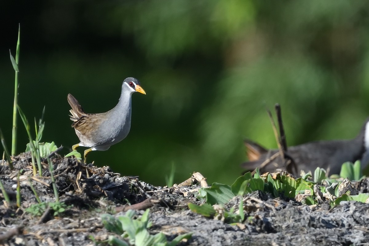 White-browed Crake - ML636088514