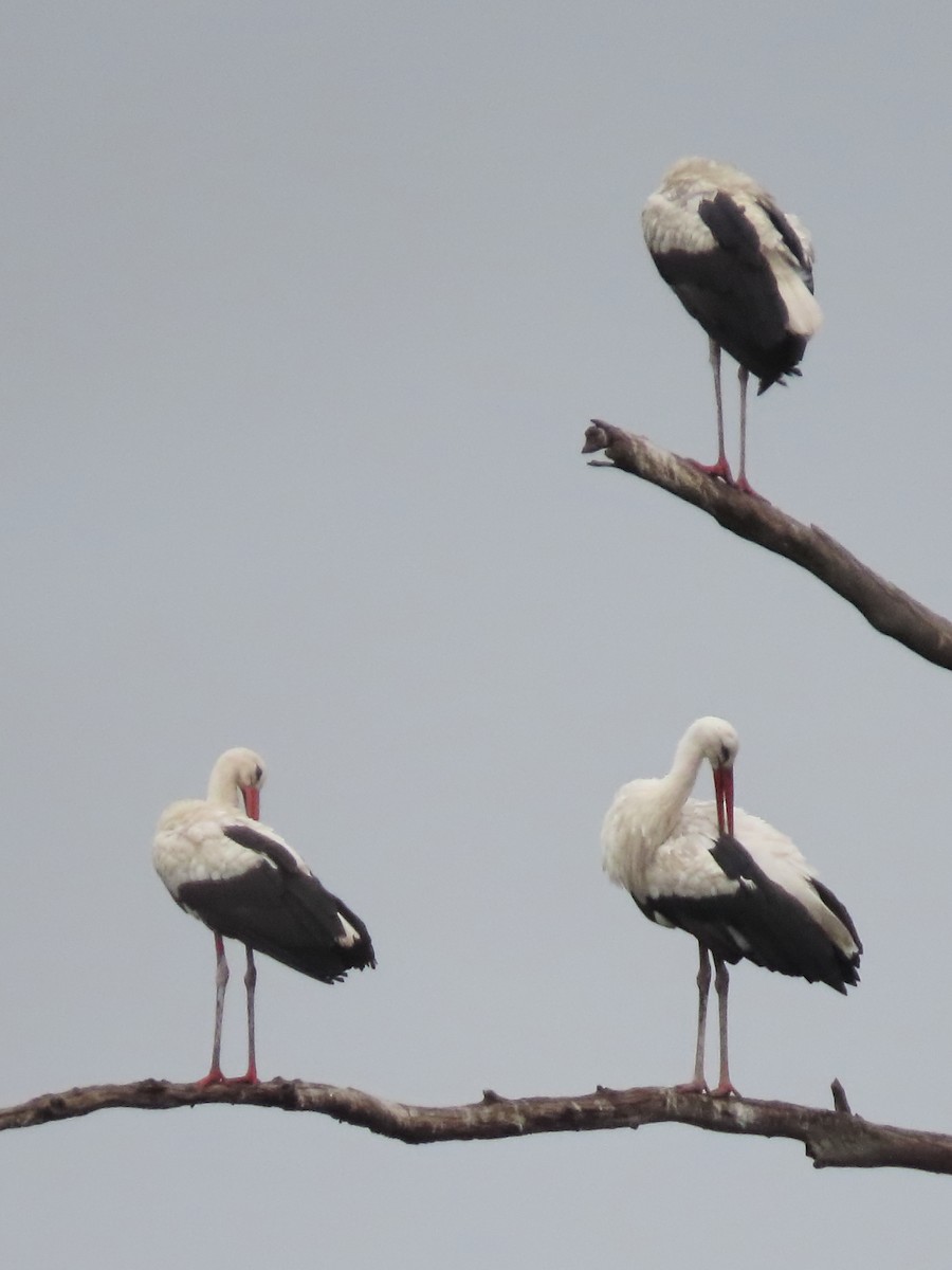 Cigogne blanche - ML636088545