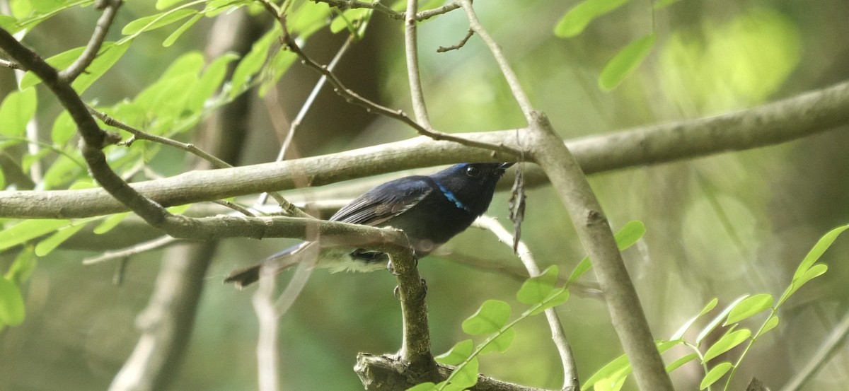 チビアオヒタキ - ML636088640