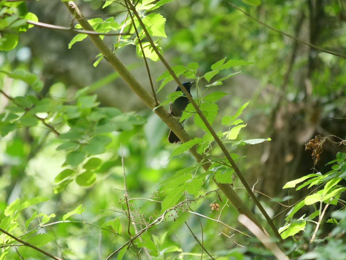 チビアオヒタキ - ML636088642