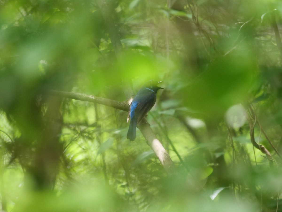 チビアオヒタキ - ML636088643