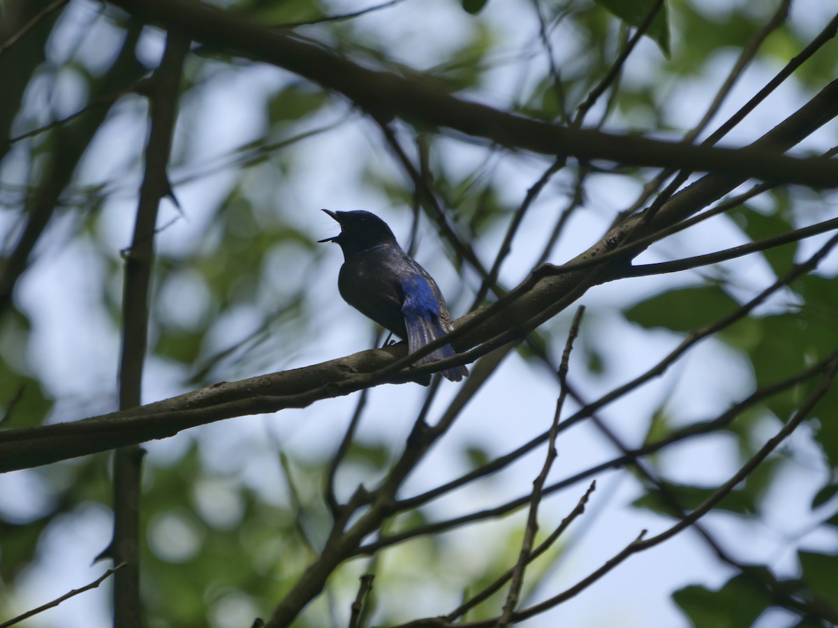 チビアオヒタキ - ML636088644