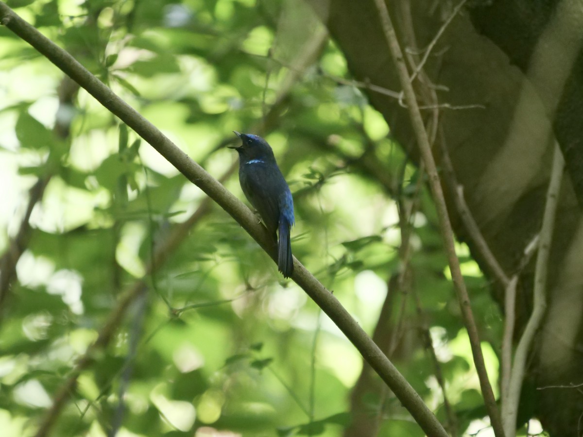 チビアオヒタキ - ML636088645