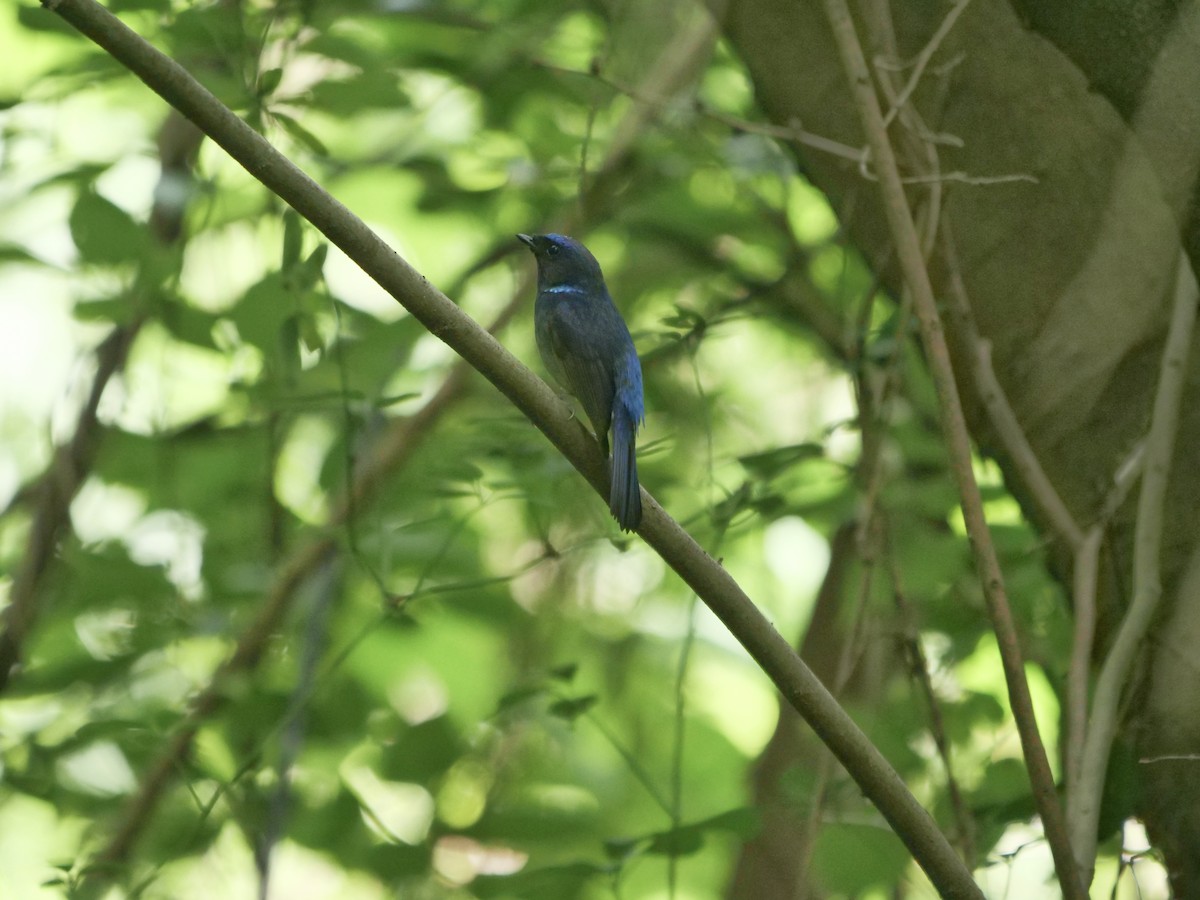 チビアオヒタキ - ML636088646