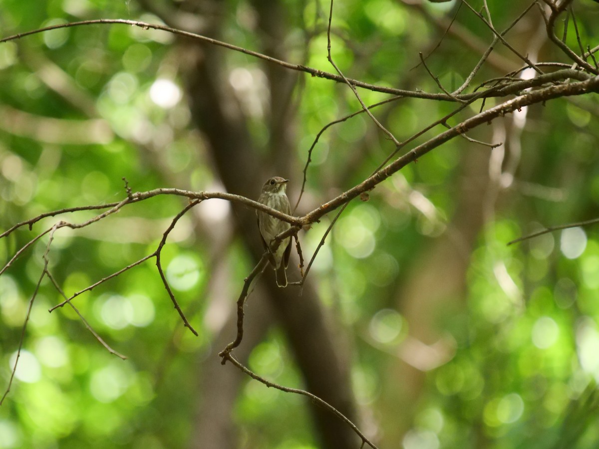 サメビタキ - ML636088649