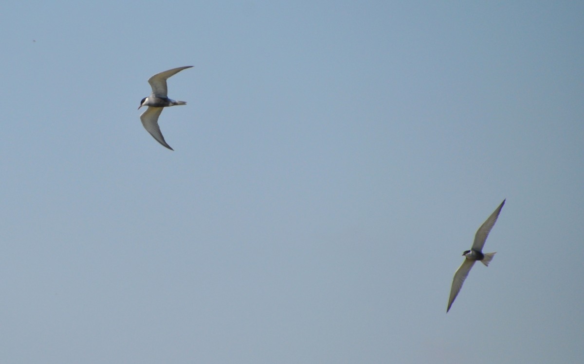 Whiskered Tern - ML636088817