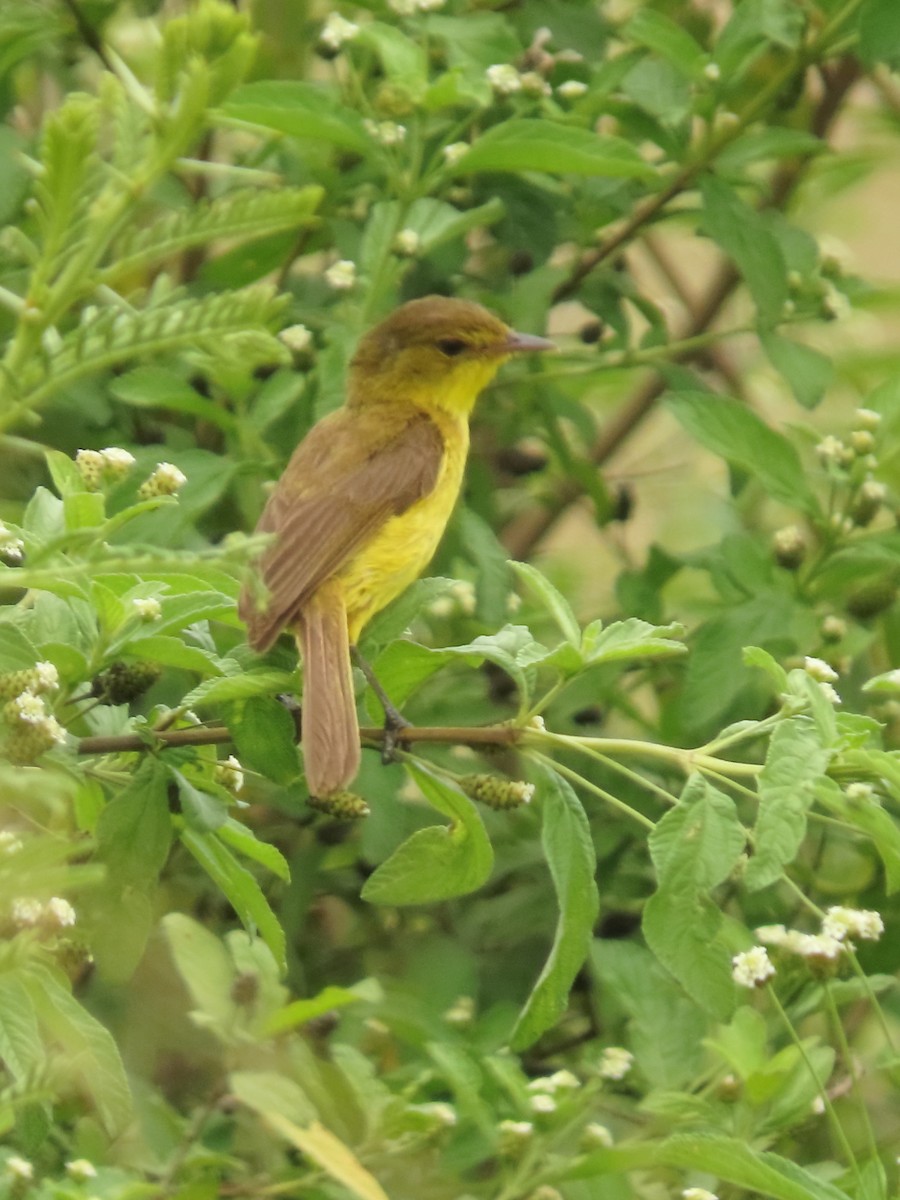Hypolaïs jaune - ML636088829