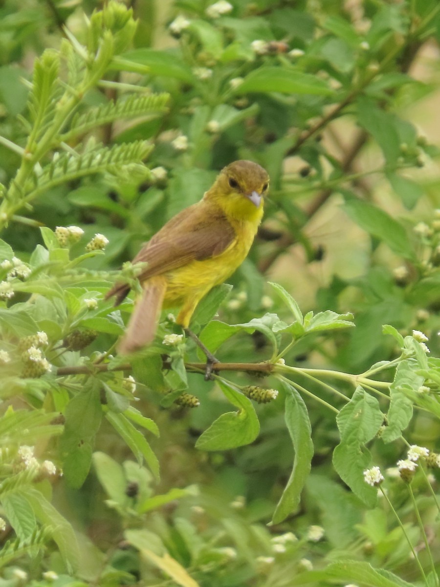 Hypolaïs jaune - ML636088830