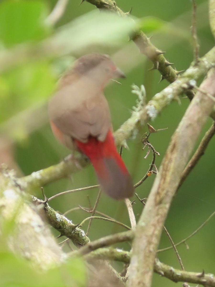 African Firefinch - ML636088833