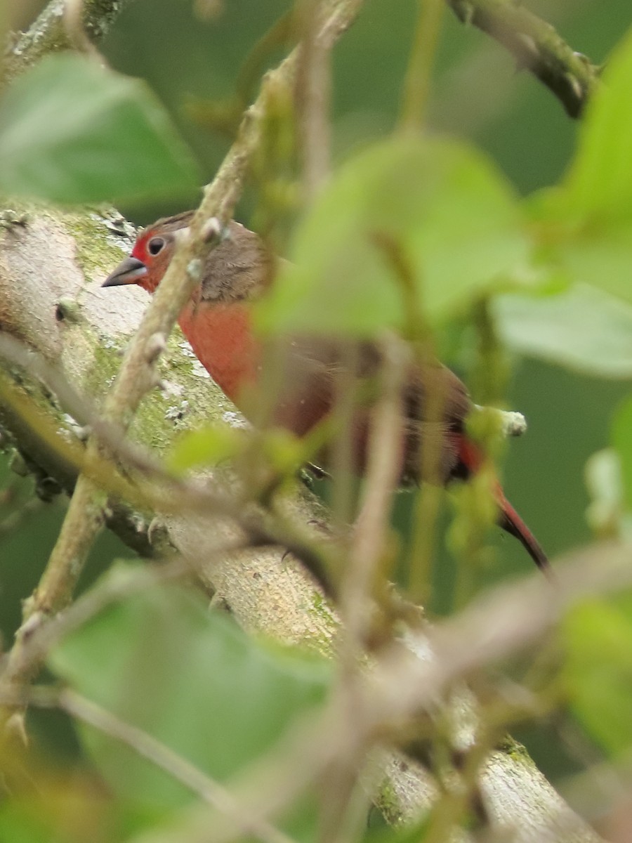 African Firefinch - ML636088834