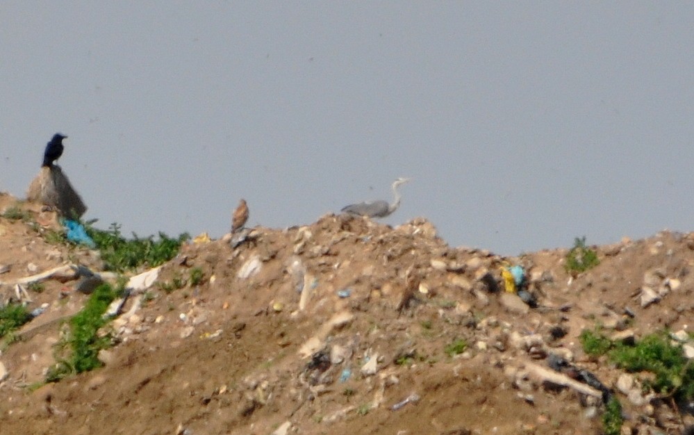 Red Kite - ML636088852