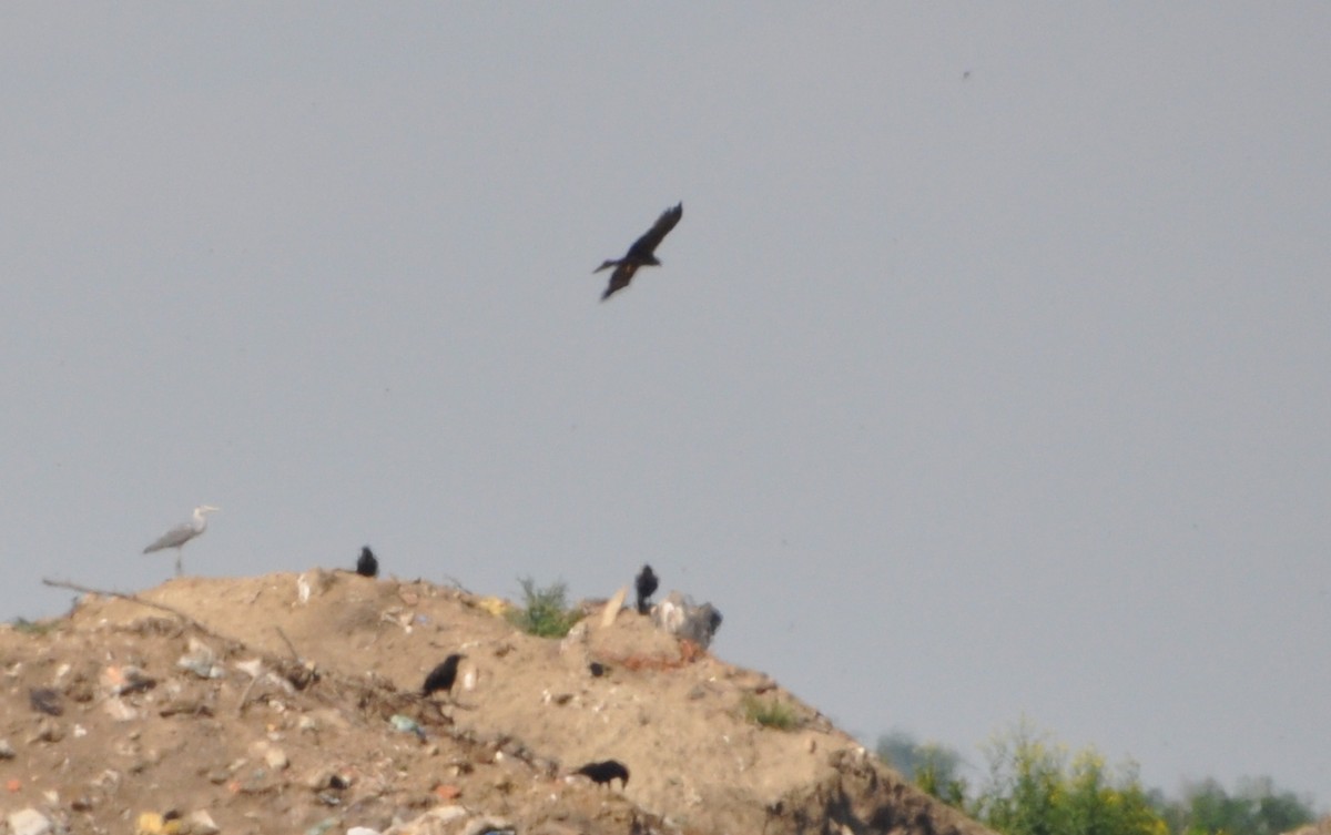 Black Kite - ML636088859