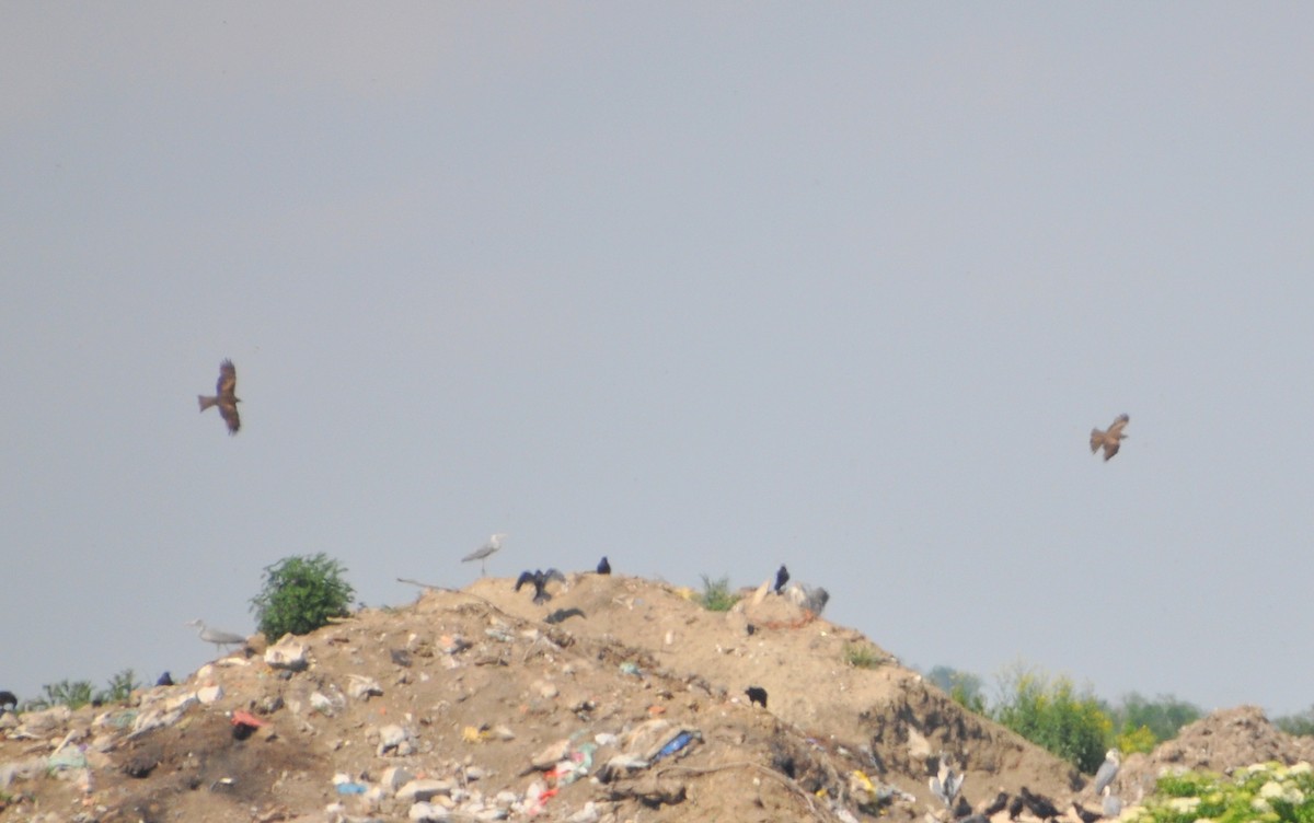 Black Kite - ML636088860