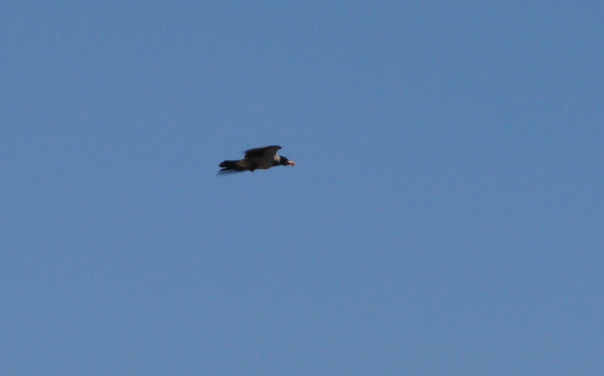 Hooded Crow - ML636088864