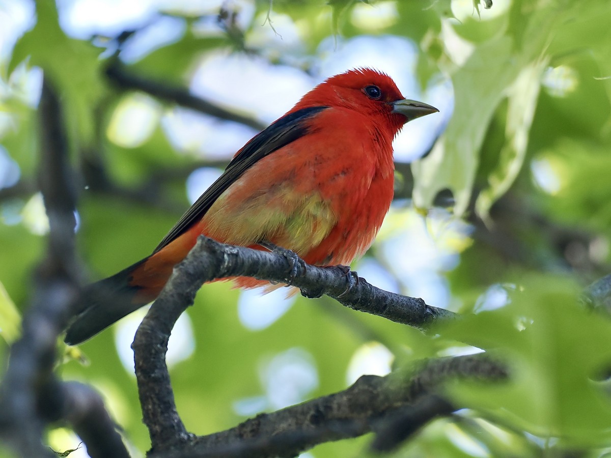 Scarlet Tanager - ML636088868