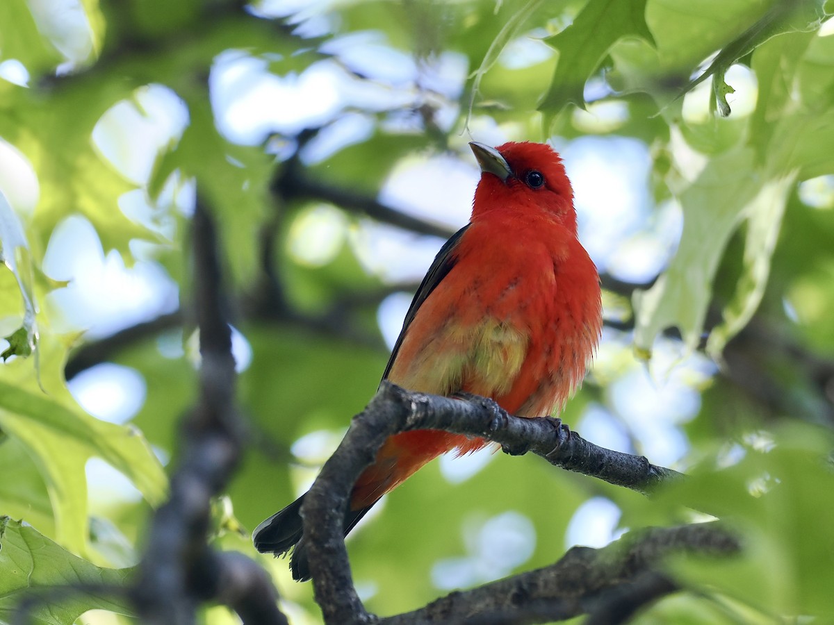 Scarlet Tanager - ML636088869