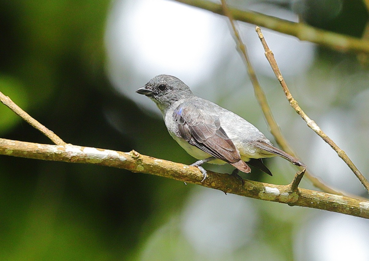 Plain-colored Tanager - ML636088870