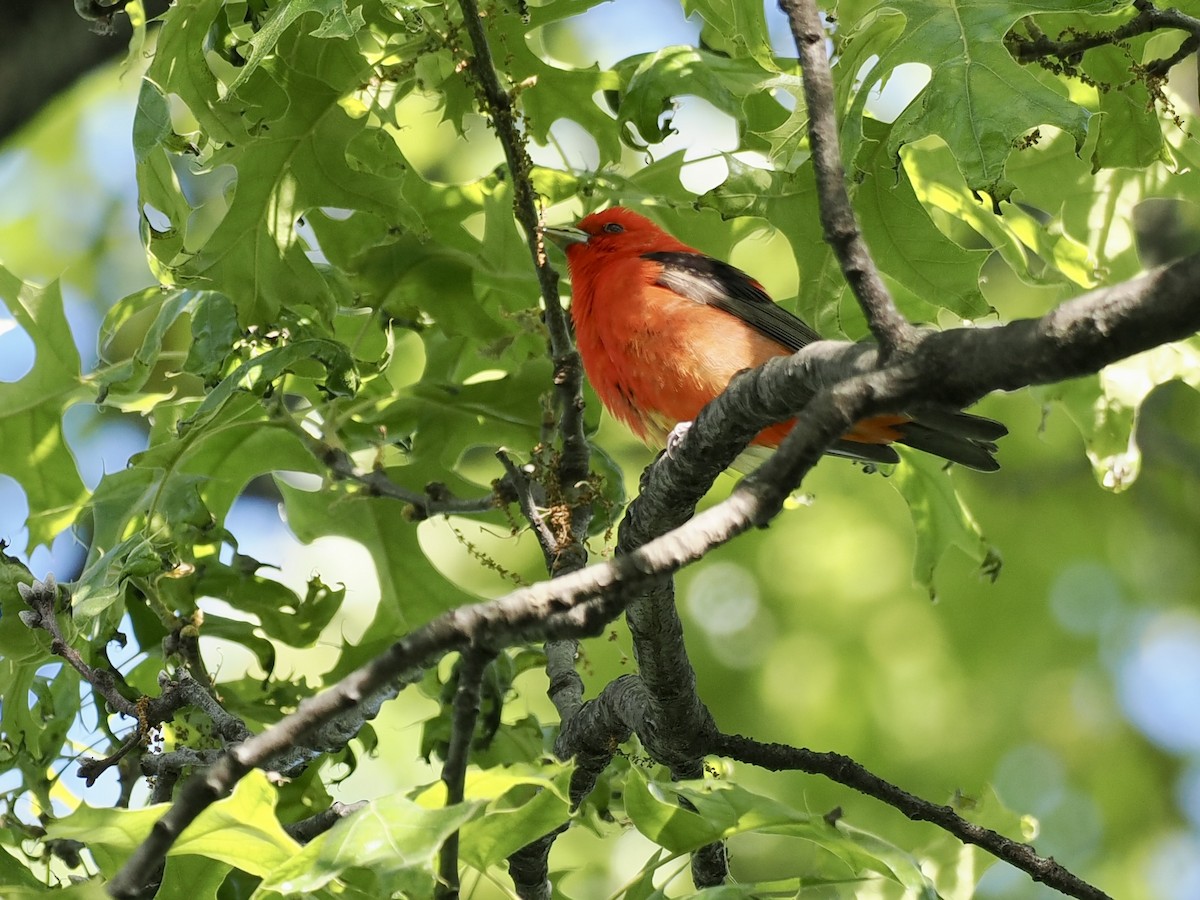 Scarlet Tanager - ML636088874