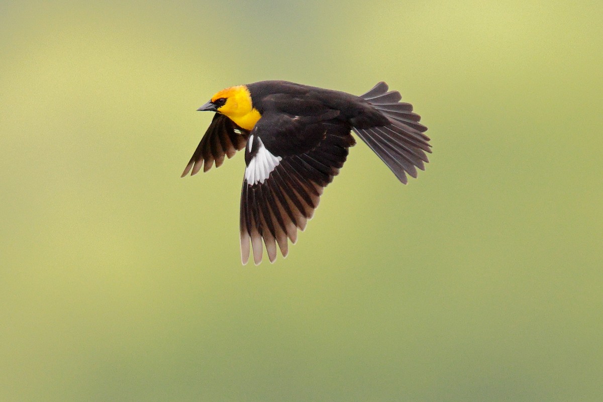 Yellow-headed Blackbird - ML636088891