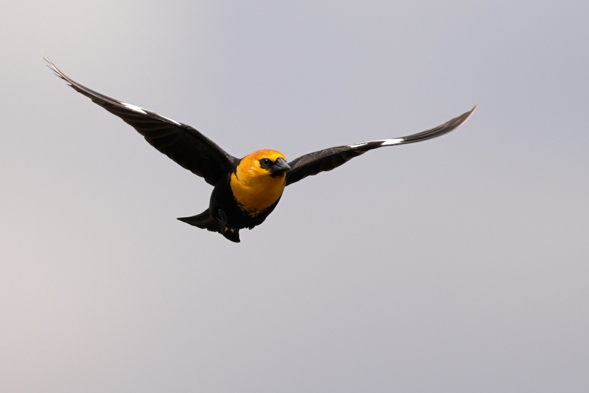 Yellow-headed Blackbird - ML636088892