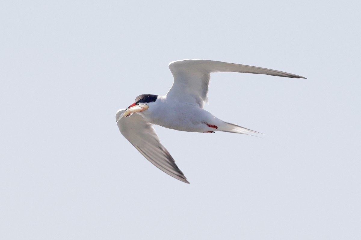 Common Tern - ML636088983