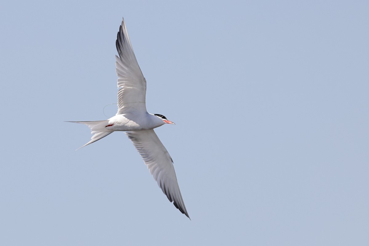 Common Tern - ML636088992