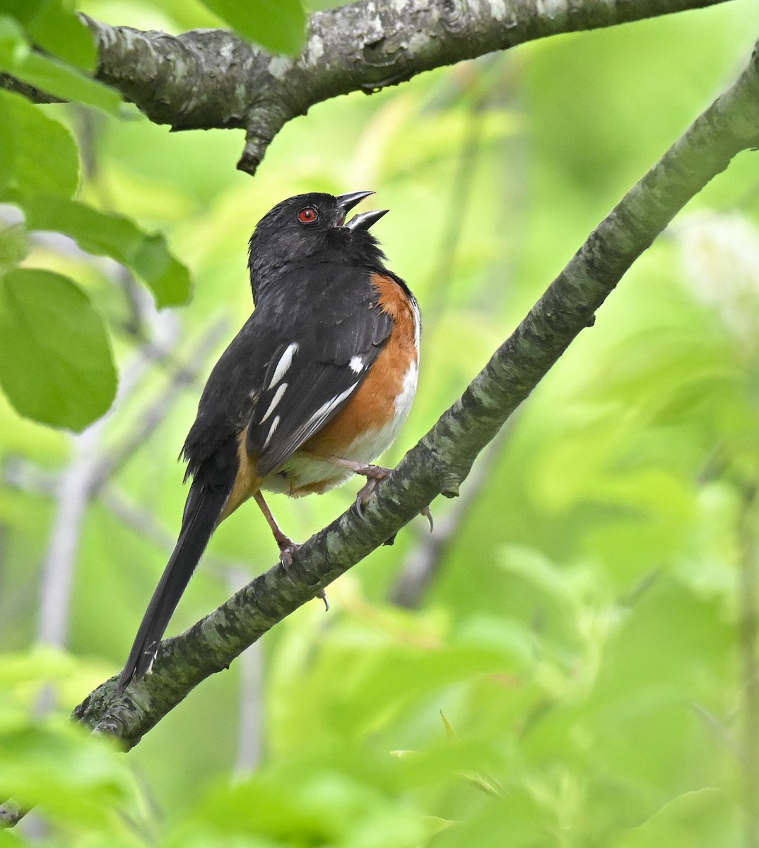 Eastern Towhee - ML636089105