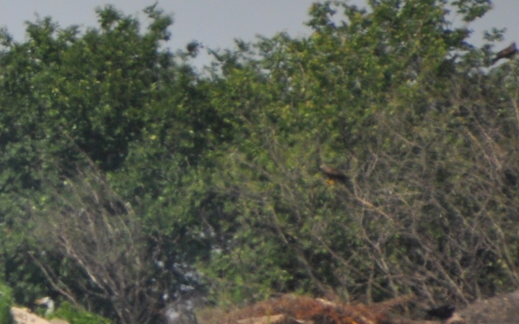 Black Kite - ML636089149