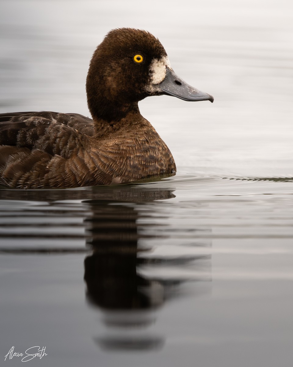 Lesser Scaup - ML636089150