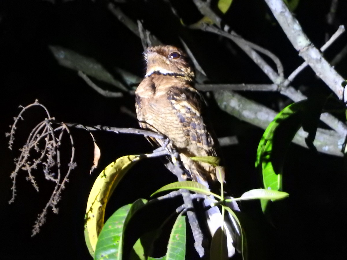 Jerdon's Nightjar - ML636089197