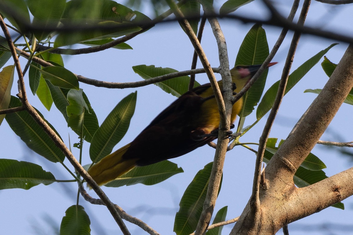 Olive Oropendola - ML636089210