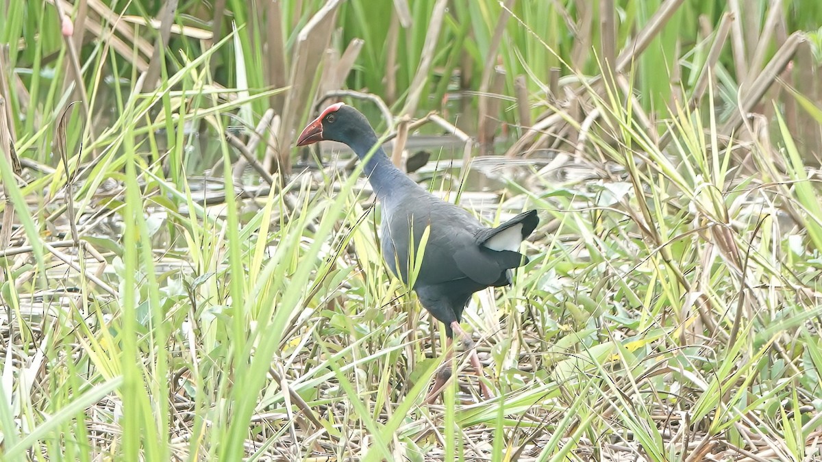 Black-backed Swamphen - ML636089211