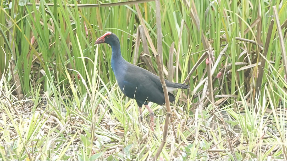 Black-backed Swamphen - ML636089232