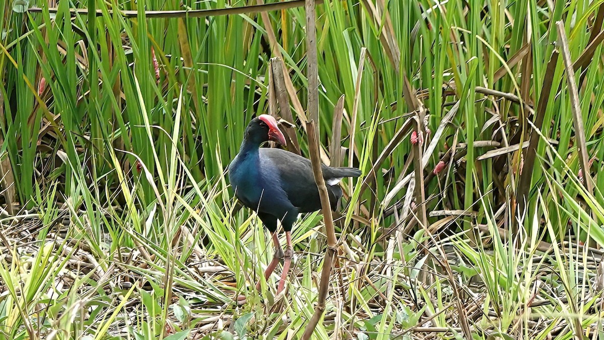 Black-backed Swamphen - ML636089245