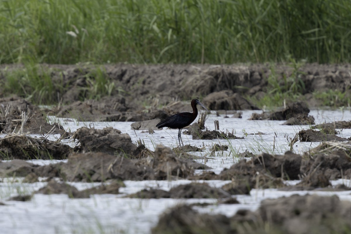 Glossy Ibis - ML636089330