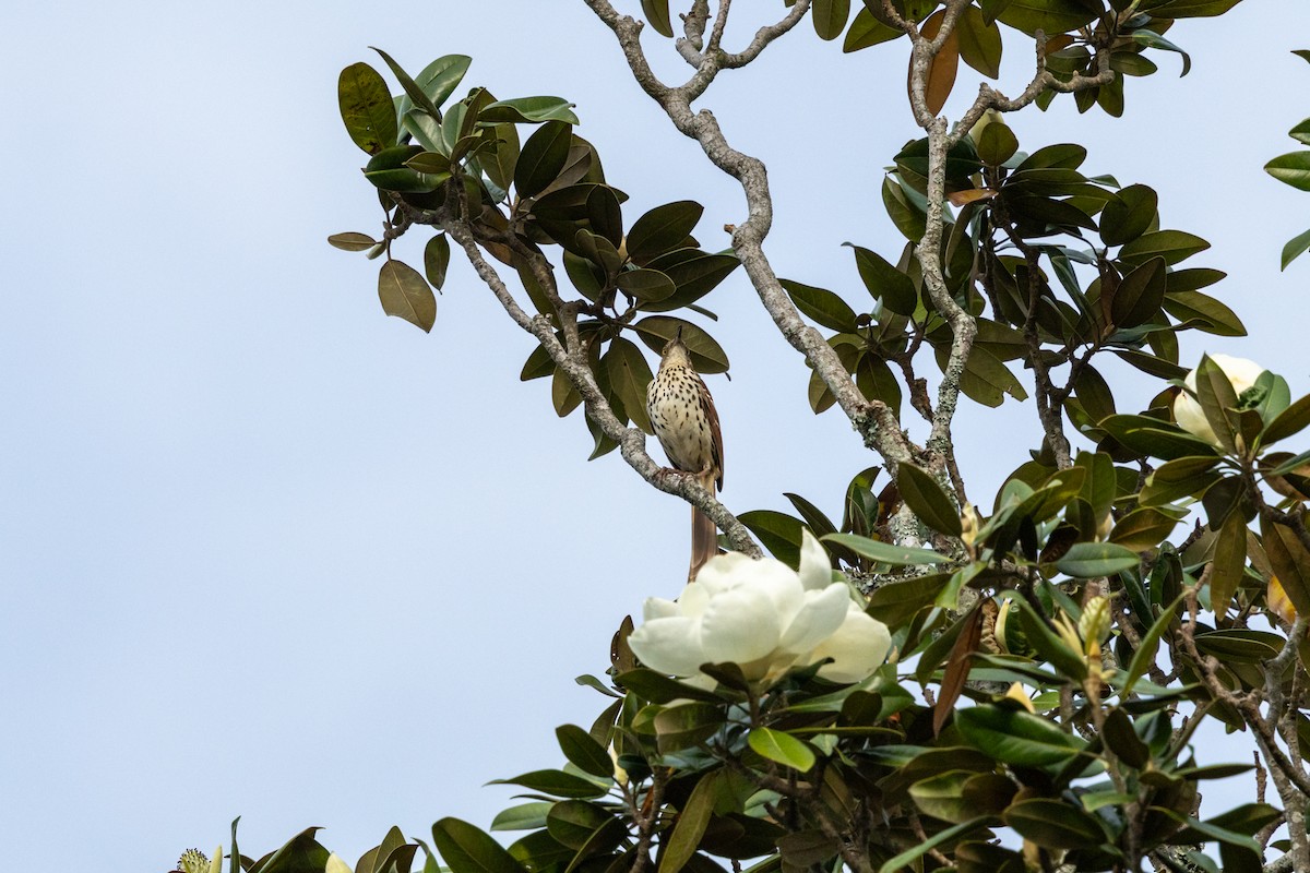 Brown Thrasher - ML636089332