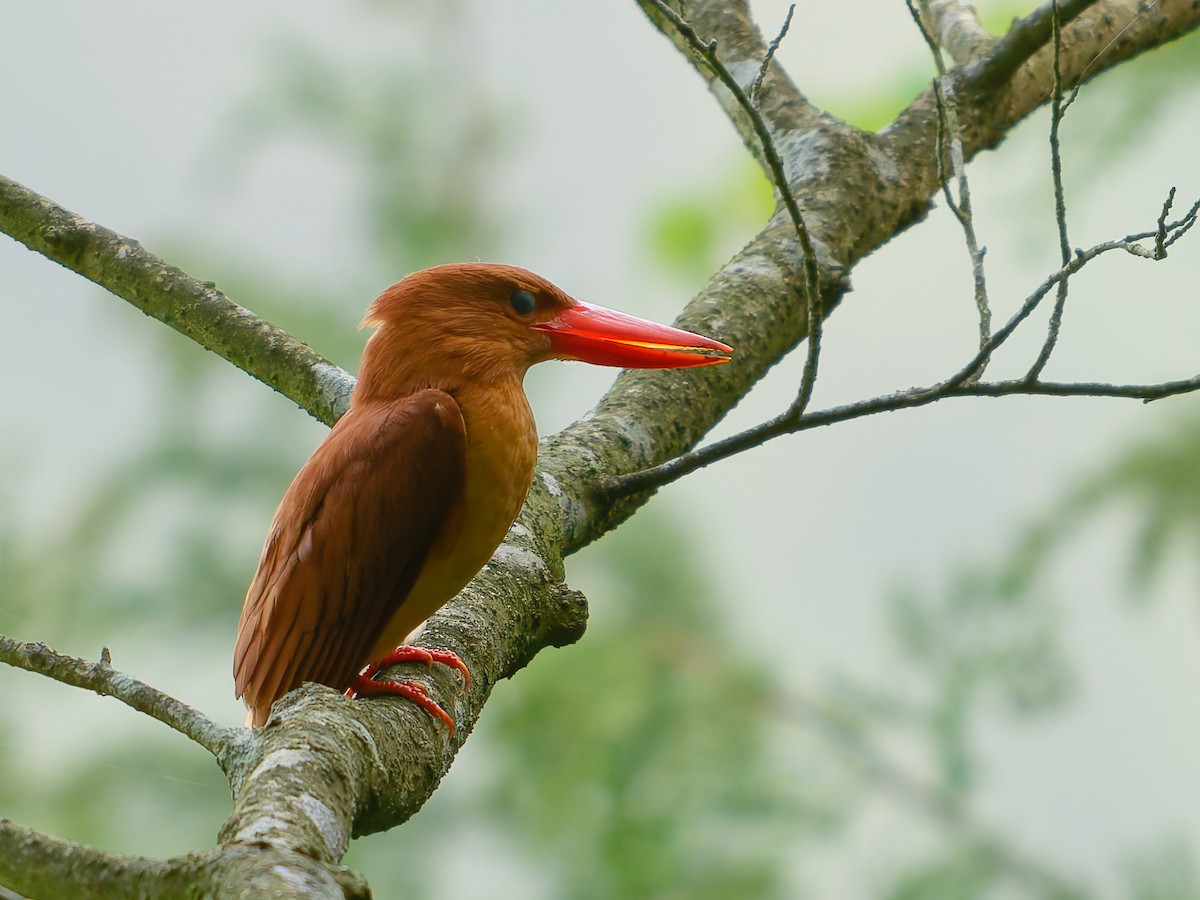 Ruddy Kingfisher - ML636089413