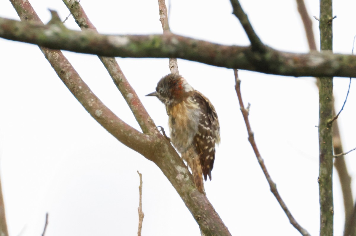 Sulawesi Pygmy Woodpecker - ML636089581