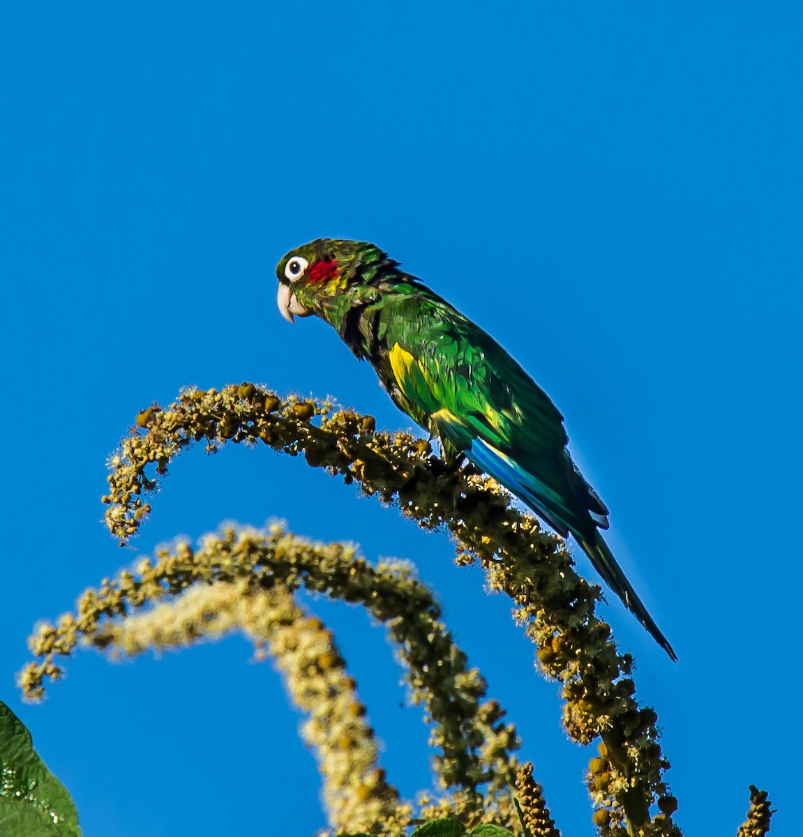 Sulphur-winged Parakeet - ML636089582