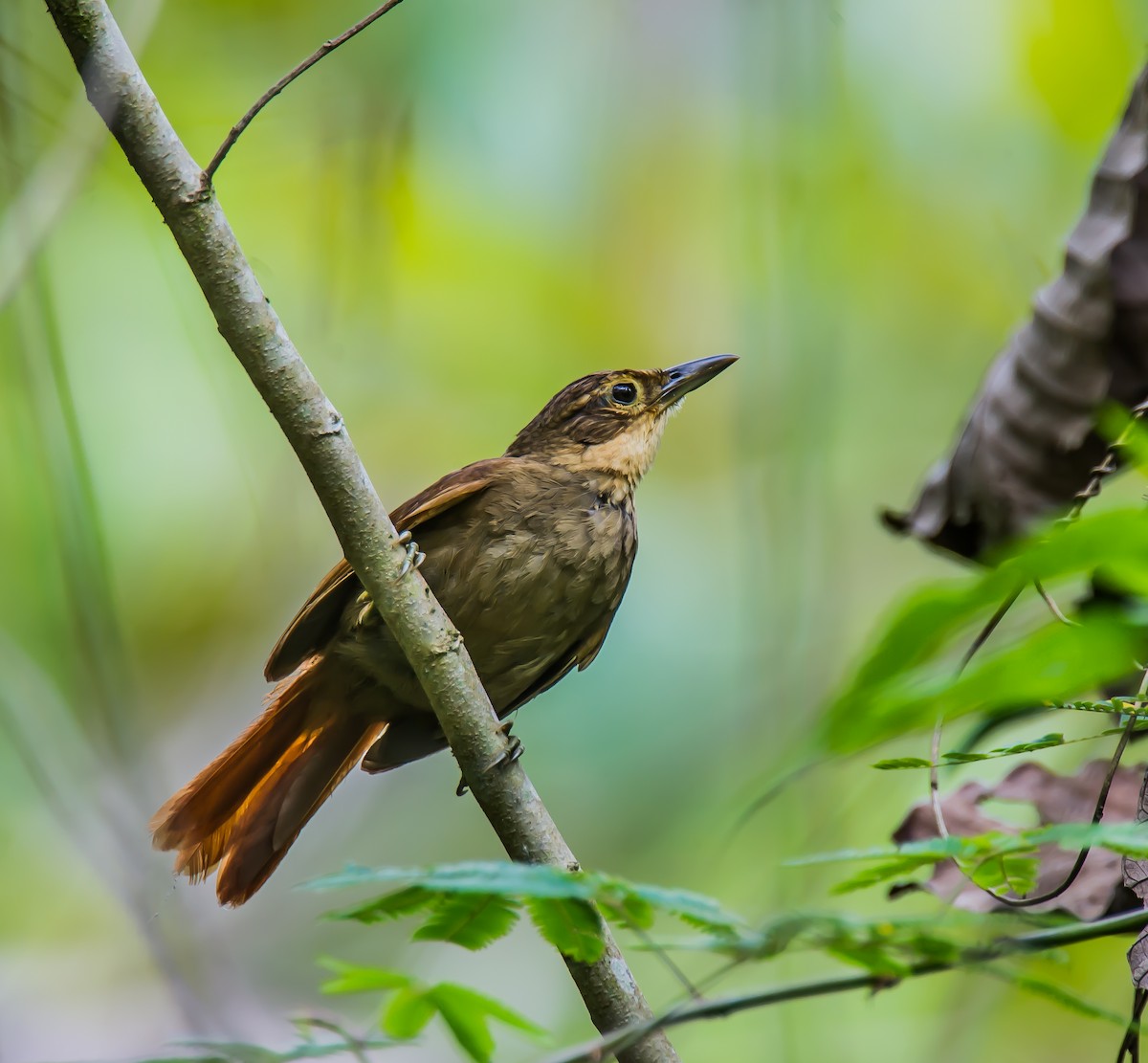 Chiriqui Foliage-gleaner - ML636089610