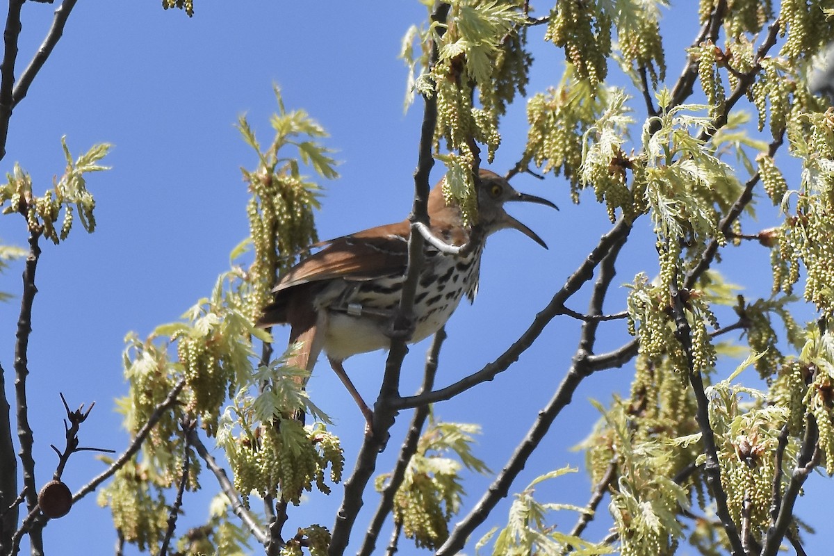 Brown Thrasher - ML636089721