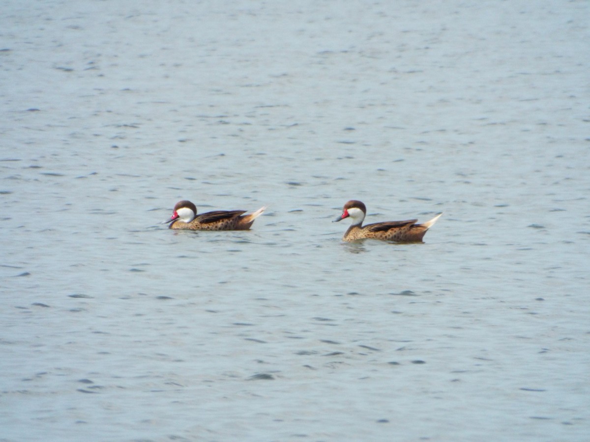 White-cheeked Pintail - ML636089730