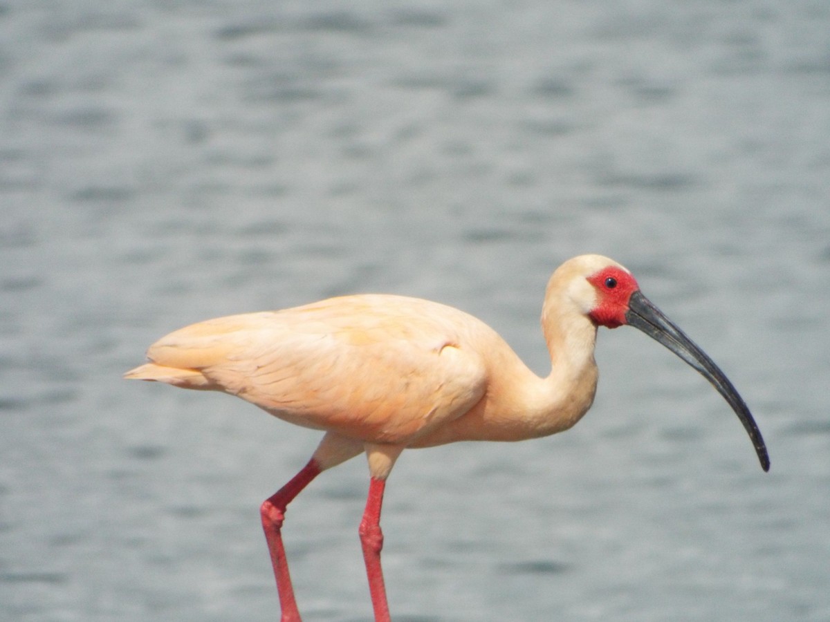 White Ibis - ML636089743