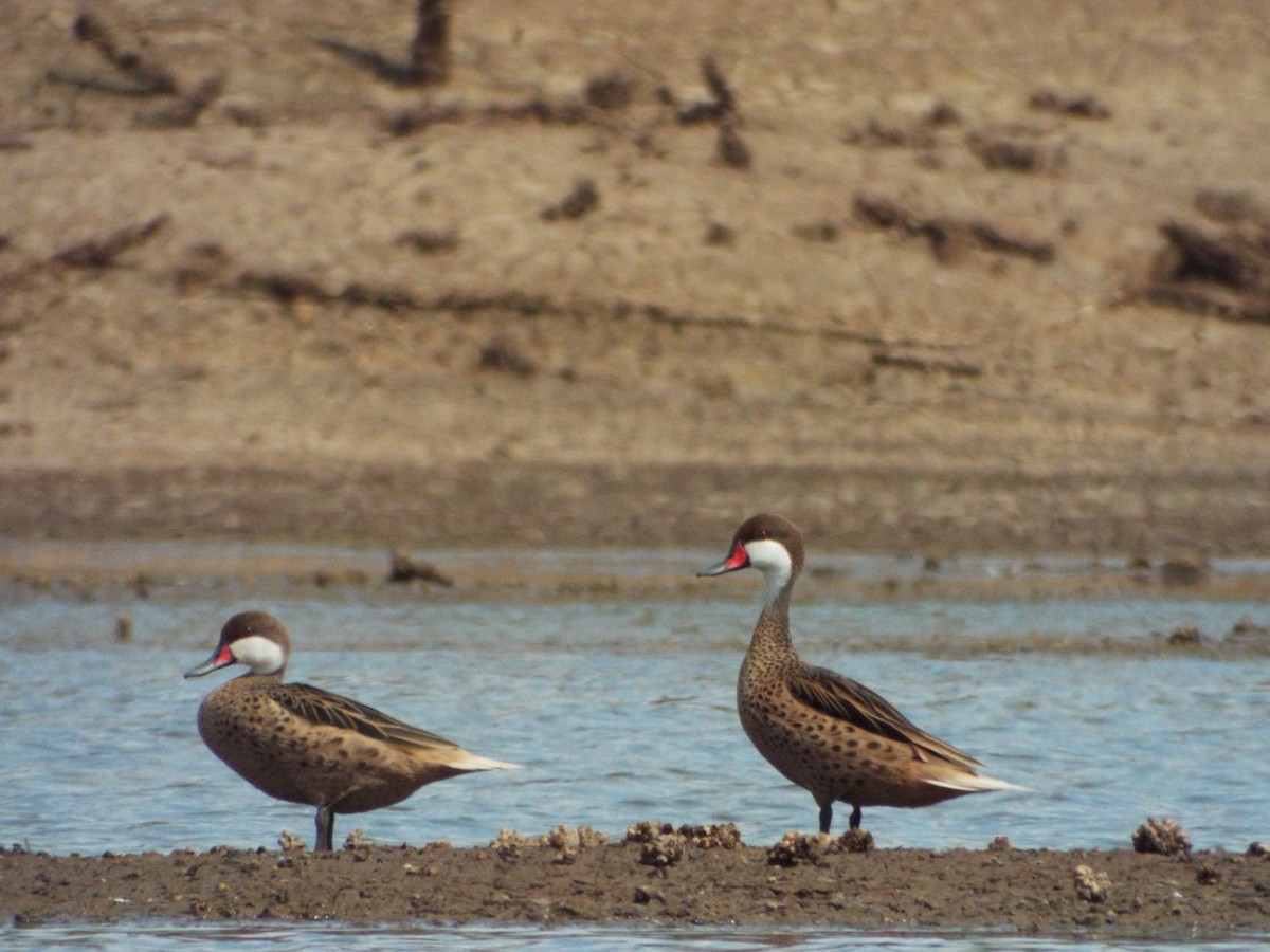 White-cheeked Pintail - ML636089832