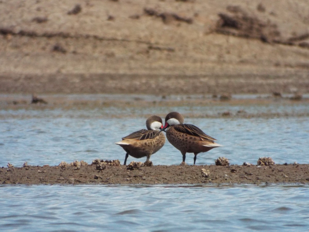White-cheeked Pintail - ML636089835